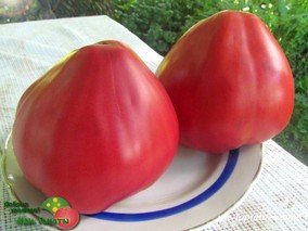 MADISON COUNTY PINK (МЭДИСОН КАУНТИ РОЗОВЫЙ)