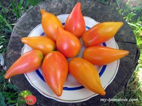 MARINA'S PRAISE (ПОХВАЛА / ГОРДОСТЬ МАРИНЫ)