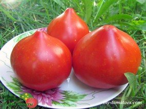 MARMANDE DE MONTPELLIER (МАРМАНДЕ ДЕ МОНПЕЛЬЕ)