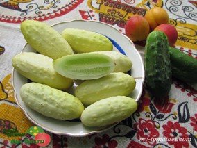 MINI WHITE PICKLE (БЕЛЫЙ КОРНИШОН)