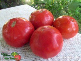 MORADO VEJER DE LA FRONTIERA (МОРАДО ВЕХЕР ДЕ ЛА ФРОНТЕРА)