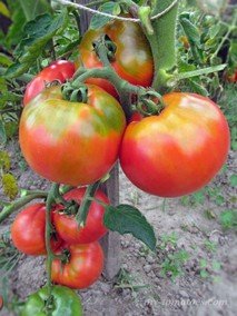 MOZKORRA ARETXABALETA (МОЗКОРРА АРЕТКСАБАЛЕТА)