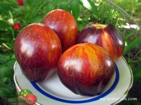 ОГНЕННЫЙ ТЮРБАН, С. СААКОВА