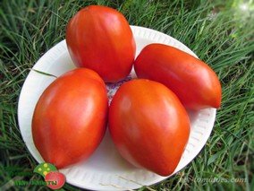 PERINO GROSSO (ПЕРИНО ГРОССО)