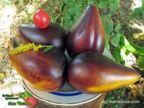 АНАНАСНЫЙ СЕРЖАНТ (PINEAPPLE SERGEANT)