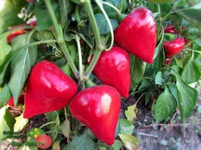 Перец Леся КРАСНЫЙ