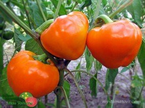 Перец ЛЕСЯ ОРАНЖЕВЫЙ