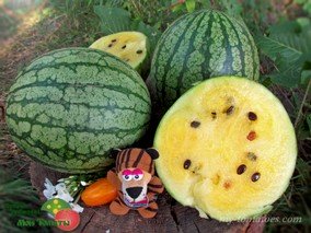 АРБУЗ PETITE YELLOW (ПТИТ ЕЛЛОУ/ЖЁЛТЫЙ МАЛЫШ)