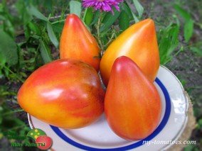 СЕРЖАНТ АНАНАСНЫЙ РУМЯНЫЙ (PINEAPPLE SERGEANT RUMYANY)