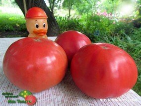 PRUDEN'S PURPLE (ПУРПУРНЫЙ ПРУДЕНСА)