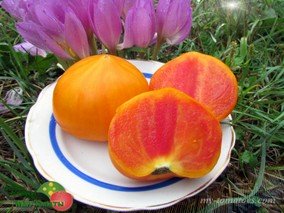 RAINBOW JAZZ HEART (РАДУЖНЫЙ ДЖАЗ СЕРДЦЕВИДНЫЙ)