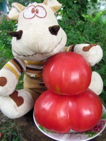 ROSADO DE NAVARRA (РОСАДО ДЕ НАВАРРА / РОЗОВЫЙ ИЗ НАВАРРЫ)