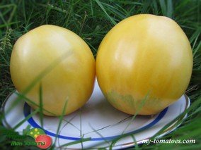 REINHARD’S WHITE HEART (БЕЛОЕ СЕРДЦЕ РЕЙНХАРДА)