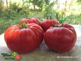 RICCIO DI PARMA (РИЧЧИО ДИ ПАРМА)