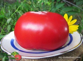 ROSII MARI DE GRADINA DE VRANCEA (БОЛЬШИЕ ПОМИДОРЫ ИЗ САДА ВРАНЧА)