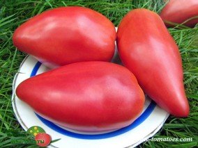 РОЗОВЫЙ ГРЕБЕШОК