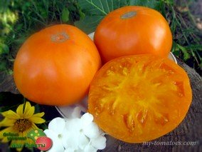 SCHELLENBERG’S FAVORITE (ЛЮБИМЫЙ ШЕЛЛЕНБЕРГА)