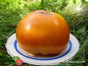 SWEET OZARK ORANGE (СЛАДКИЙ АПЕЛЬСИН ОЗАРКА)