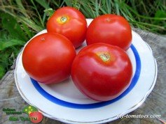 СЕМЬ ГНОМОВ