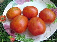 SUGAR PLUM RASPBERRY (СЛИВКА «САХАРНАЯ МАЛИНА»)