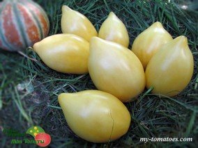 TETON DE VENUS WHITE (СОСОК ВЕНЕРЫ, БЕЛЫЙ)