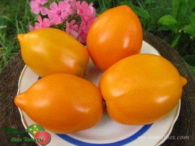 TULIP ORANGE (ТЮЛЬПАН ОРАНЖЕВЫЙ)