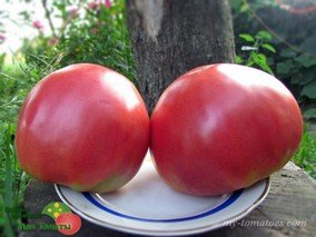 VALENTINE HEART (СЕРДЦЕ ВАЛЕНТИНА)