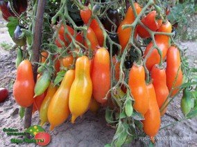 VALENTINO (ВАЛЕНТИНО)