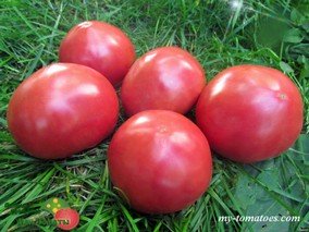 VINSON WATTS (ВИНСОН УОТТС)