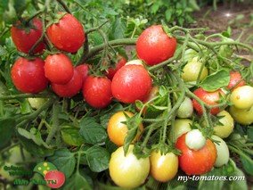 ЯПОНСКИЙ КАРЛИК