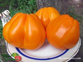 ЖЕЛТЫЕ ТОРБОЧКИ