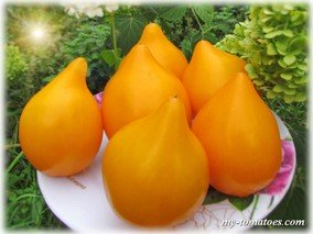 ЖЁЛТЫЕ ГРЕБЕШКИ