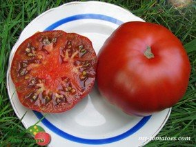 ZOGOLA (ЗОГОЛА)