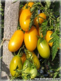 ЗОЛОТАЯ КИСТЬ (РИМСКАЯ СВЕЧА)