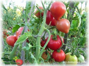 АБАКАНСКИЙ РОЗОВЫЙ