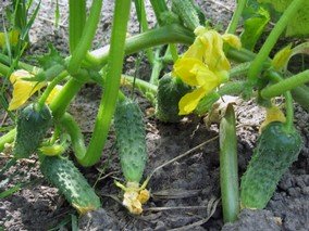 Огурец СЕРПАНТИН